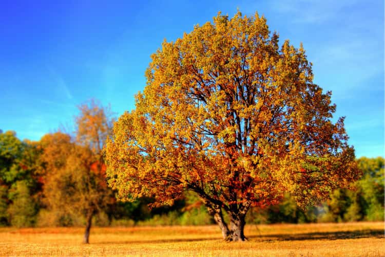 Herbstanfang: Baum im Herbst