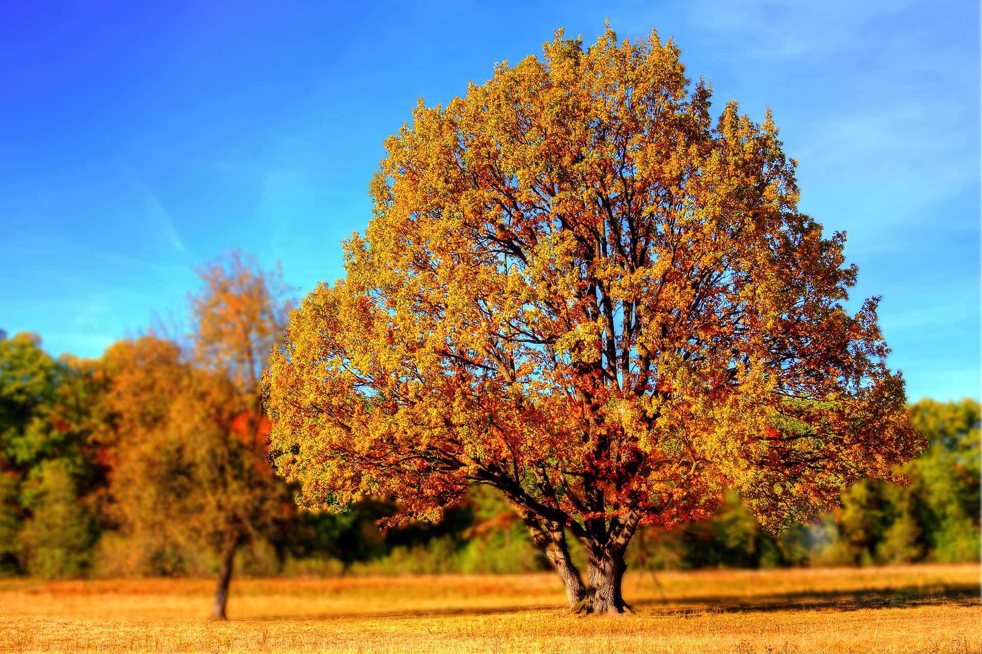 Herbstanfang Google Doodle zum kalendarischen Herbstbeginn